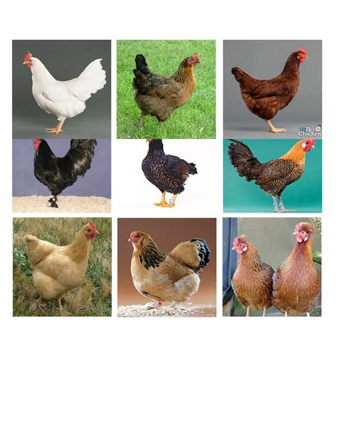 numero ng manok sa lotto
